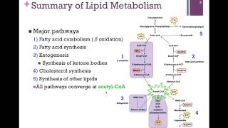 122Summary of Lipid Metabolism [upl. by Eirtemed]