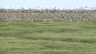 Pinkfooted Geese at Pilling Marsh [upl. by Etnuahc]