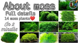 About 14 Moss Plants Full Details In 2 Minutes By PC AQUA PETS amp BIRDS [upl. by Nylesaj]