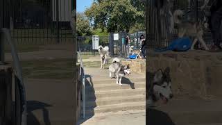 Falkor at the dog park [upl. by Notniv]