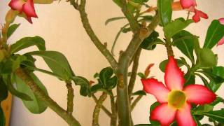 Time Lapse  Desert Rose Blooming [upl. by Emyaj]