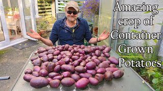 Amazing Crop of Container Grown Potatoes  Sarpo Blue Danube [upl. by Nnoryt]