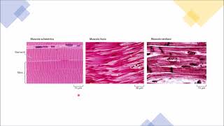 ANATOMIA 6  I Tessuti  Tessuto Muscolare I muscoli del corpo umano [upl. by Eba]