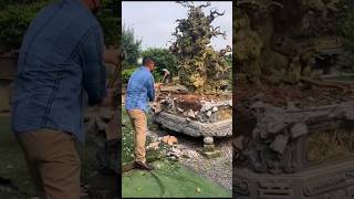 Suốt ngày cây bonsaidatcang bonsai caycanh bonsaitree automobile namle phongthuy bonsaiclub [upl. by Yellehs]