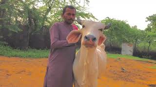 Gaye Ka Dystocia Case In Normal position animals veternarian cow vet [upl. by Anikes]