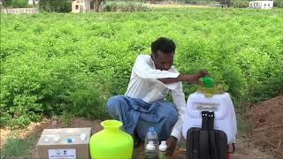 Soil Drenching with Biofertilizers and Biopesticides by ABF Biotech KISAN Hub farmer [upl. by Llorrac]