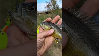 Sunfish In The Creek 1 of 4 [upl. by Ellebana]