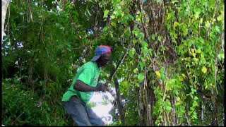 Debushing in the hills of Clarksonville  St Ann  Jamaica [upl. by Yrrol]