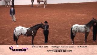 2015 World Championship Appaloosa Show [upl. by Urissa]