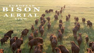 EUROPEAN BISON wild animals [upl. by Eimmaj]