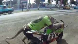 Videos Engraçados de Animais Macaco Andando de Moto Sozinho [upl. by Javed942]