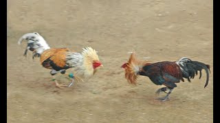 Los mejores gallos de pelea [upl. by Leasim]