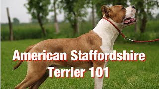 American Staffordshire Terrier breed [upl. by Airod37]