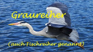 Graureiher Fischreiher der Schrecken der Teich und Fischliebhaber [upl. by Jeunesse]