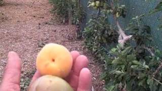 Master Gardeners Tree Fruit Orchard  Growing Fruits and Vegetables in Las Vegas [upl. by Narcis]