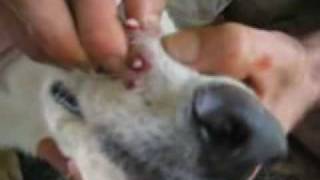 10 Botflies Removed From Dogs Snout [upl. by Mur]