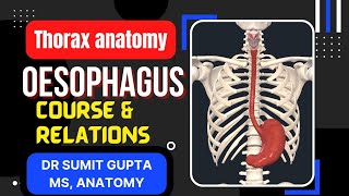 OESOPHAGUS  ANATOMY [upl. by Comethuauc71]