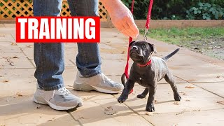 How To Train Staffy Puppy Staffordshire Bull Terrier Training [upl. by Maynard333]