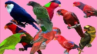 Top 17 Lory parrot Bird [upl. by Norris]