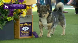 Swedish Vallhunds  Breed Judging 2023 [upl. by Adnohsat]