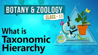 What Is Taxonomic Hierarchy  Diversity in Organisms  Biology Class 11 [upl. by Colis752]