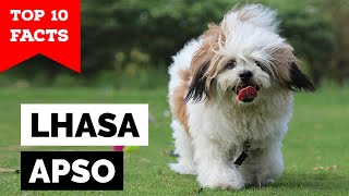 Lhasa Apso  Top 10 Facts [upl. by Alessandro]