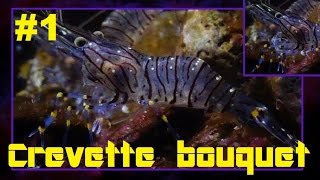 Palaemon serratus  Pennant 1777 HD Crevette bouquet common prawn  Aquarium de Paris  022015 [upl. by Warfourd]