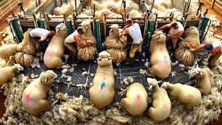 127 Billion Sheep Are Raised And Sheared By Farmers This Way  Sheep Farming [upl. by Corbet]