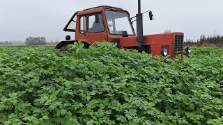 Talerzowanie poplonu z gorczycy Mtz 82 2022 r Tolmet Astat 25 m [upl. by Lyrpa212]