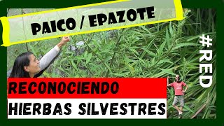 Conoces las propiedades del Paico   Epazote  Reconociendo Hierbas Silvestres [upl. by Ahseenyt]