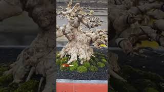 Part 18 Road To Aspac 2024 Ranting Bosman PBBI Gianyar Bali bonsai bonsaitree bonsaiindonesia [upl. by Marigolda857]