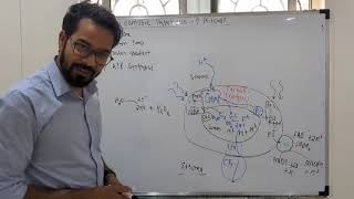 Photosynthesis  Chemiosmotic Hypothesis class 11  NEET [upl. by Ball56]