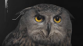 How Does an Owls Hearing Work  Super Powered Owls  BBC Earth [upl. by Amalia]