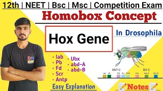 Homobox Concept  Hox Gene In Drosophila  Homeotic Gene  Hox Gene  By Dadhich Sir [upl. by Yerffeg]