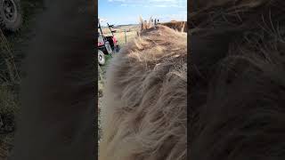 Hi River highlandcows colorado ranching [upl. by Rehpoitsirhc]