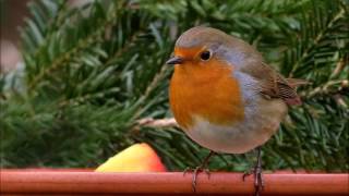 chant des oiseaux relaxant [upl. by Nabal]