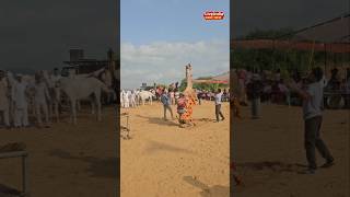 Viral camel dance all step in one video [upl. by Arrim]