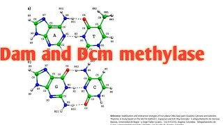 Dam and Dcm methylase enzymes ll CSIRNET Life science ll xgene amp proteinx [upl. by Rod]