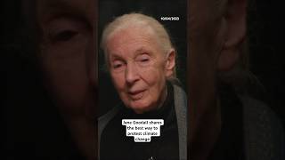 Jane Goodall shares the best ways to protest climate change [upl. by Grous905]