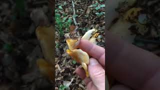 Lisičarka Cantharellus cibarius Chanterelle Echter Pfifferling nature forest viral [upl. by Anatnahs]