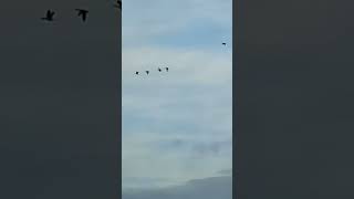 Geese flying over Tophill Low reservoir D [upl. by Einnoj]