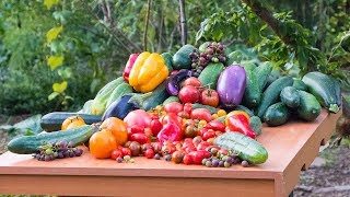 Permaculture Gardening Harvest Backyard Sustainable Food Forest [upl. by Sharla]