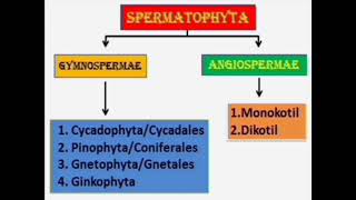 Klasifikasi Angiospermae Sub Materi Dicotyledonae [upl. by Yarw]