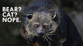 Binturong The Bearcat that is Neither Bear nor Cat [upl. by Cooke]