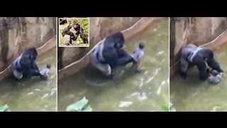 Gorilla Shot Dead In Cincinnati Zoo After 4YearOld Falls Into Enclosure [upl. by Briny]