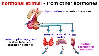 The Endocrine System [upl. by Eadnus]