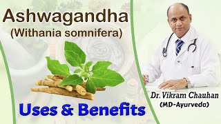 Uses and Benefits of Ashwagandha  Withania somnifera by Dr Vikram Chauhan [upl. by Hazard]