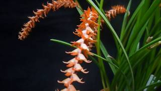 Dendrochilum wenzelii [upl. by Ailliw]