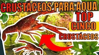 🔴TOP 5 CRUSTÁCEOS PARA AQUÁRIOS Mr Betta [upl. by Greyso]