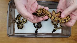 Blackhead Pied x Super Enchi Pastel Het Pied Clutch 11 [upl. by Dazhahs]